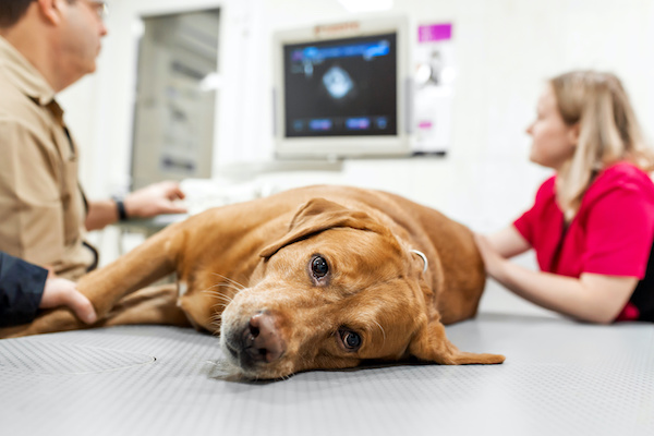 Doctor veterinarian makes ultrasound and cardiogram of the dog’s heart in the office. Sick dog breed Labrador looking at the camera close-up