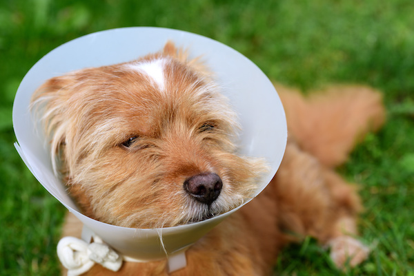 A small brown hairy cute dog sits outside in the meadow and has a white plastic frill around his neck because he has been medically treated